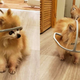Sienna, una pomerania que tiene edad suficiente para votar y pesa solo 0,9 kg, aparece en la foto con un aro de seguridad impreso en 3D hecho por su dueño, Chad Lalande. El dispositivo se engancha a su arnés y evita que se golpee contra las paredes, pero definitivamente tomó un tiempo acostumbrarse, dijo
